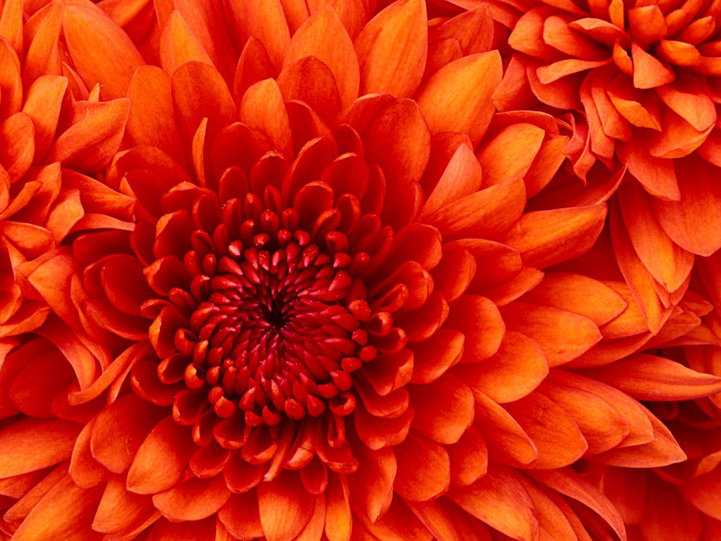Image Description for Chrysanthemum