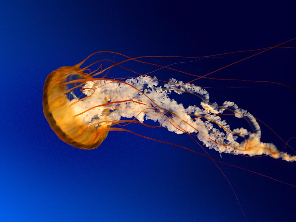 Image Description for Jellyfish